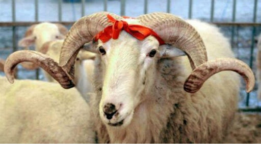 Qurban bayramı ilə əlaqədar Tədbirlər Planı hazırlanır