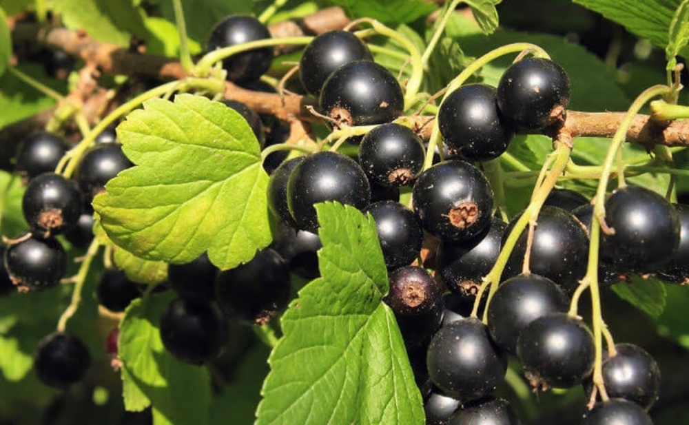 Giləmeyvələr koronavirusdan sonra bərpa prosesini sürətləndirir