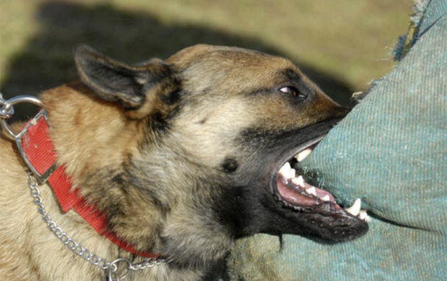 Məktəbin giriş qapısında şagirdi it dişlədi - Açıqlama