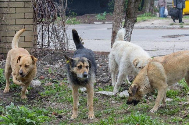 Yevlaxda səkkiz yaşlı uşağı it dişlədi