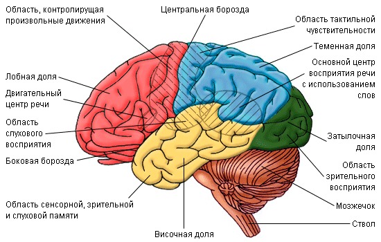 Beyin qabığının incəlməsinin səbəbləri açıqlanıb