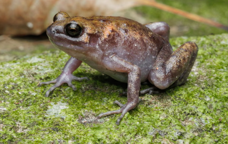 Avstraliyada yeni canlı növləri tapıldı