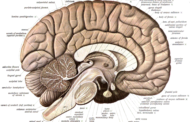  Alimlər beyin atlası tərtib etdilər