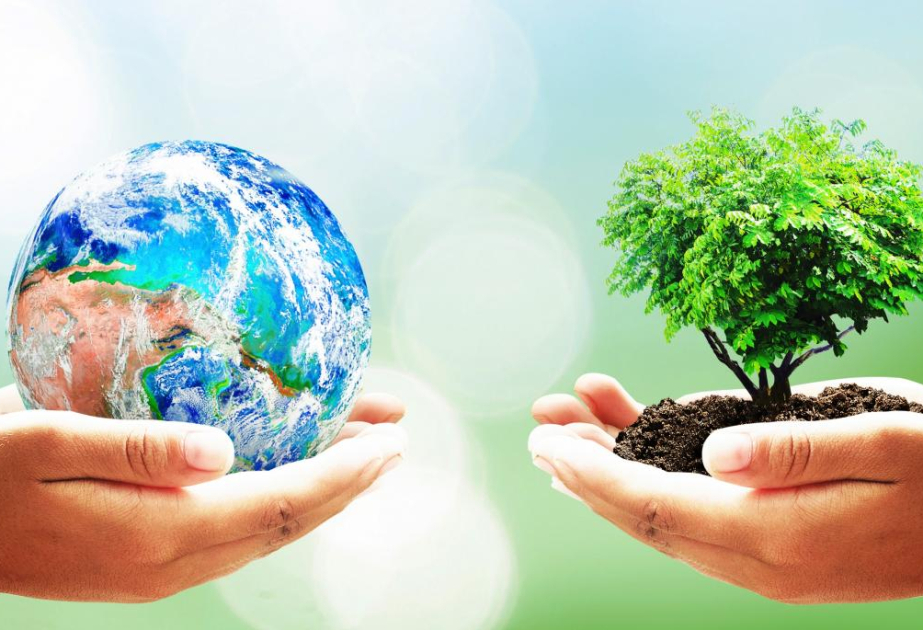 Alimlər bitkilərdə “yaddaş”ın mövcudluğunu aşkar ediblər