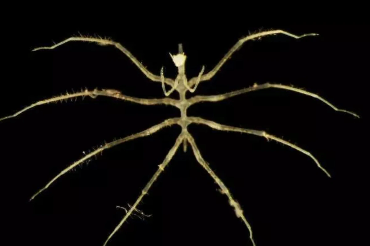 Dərin sularda yaşayan yüzlərlə yeni növ aşkarlandı