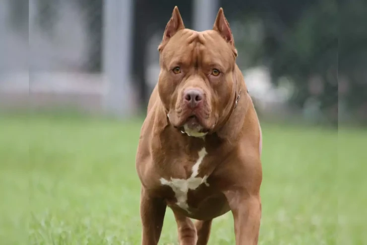 Pitbul 1 yaşlı uşağa hücum edib