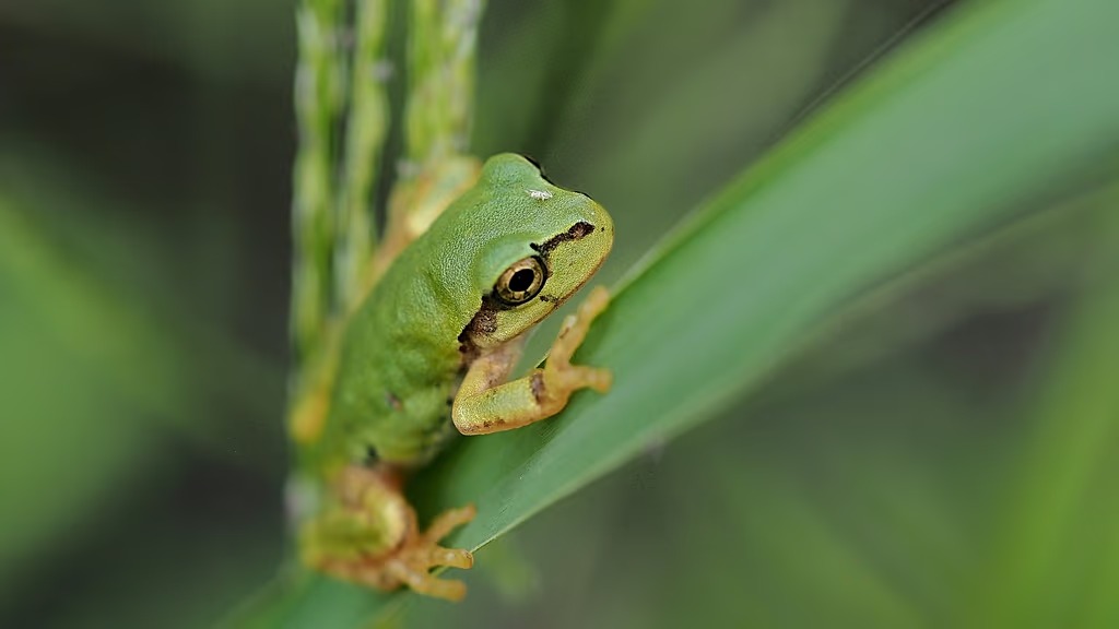Yapon alimlərindən xərçəngə qarşı gözlənilməz kəşf