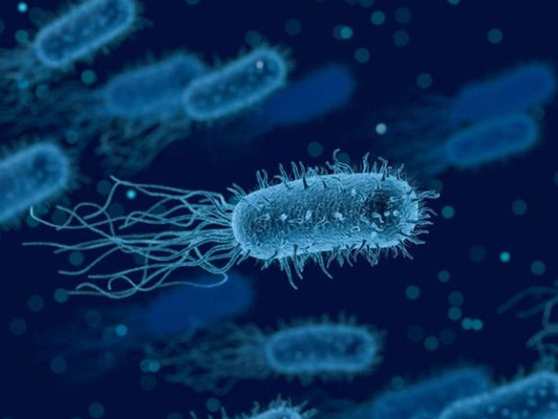 Yeni elmi kəşf: Bakteriyalar günəşdən necə qorunur?