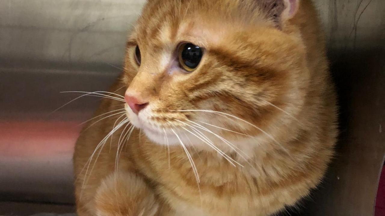 Pişiklərdəki xərçəng insanlarla genetik olaraq oxşardır