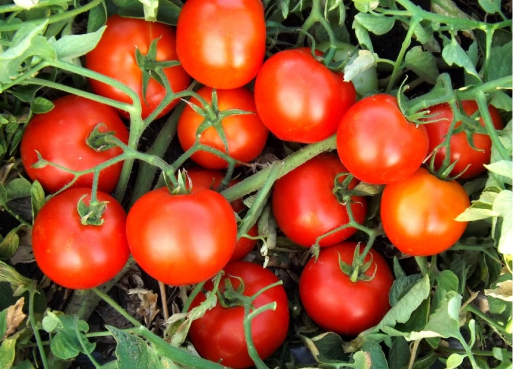 Çin alimləri popkorn dadı verən pomidor hazırlayıblar