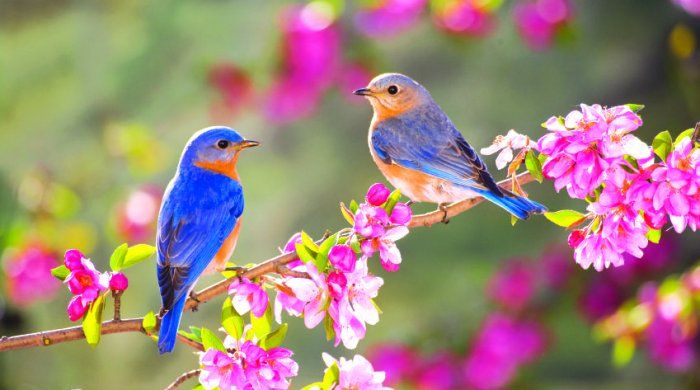 Azərbaycana&nbsp;Yaz fəsli gəlir