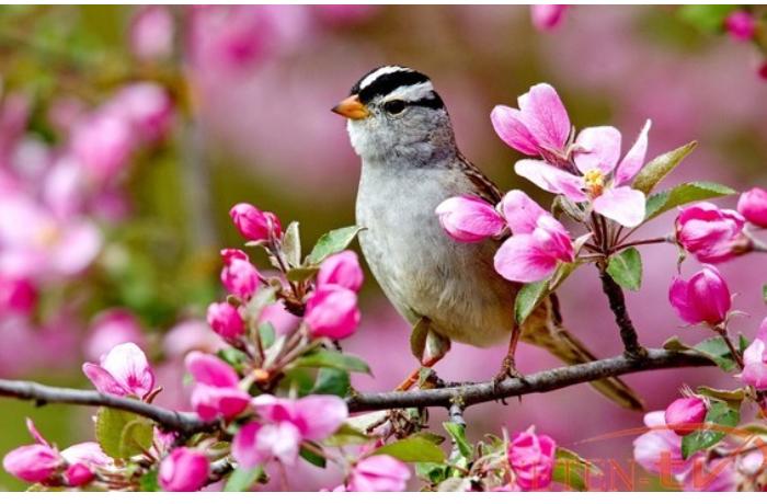 Azərbaycana yaz gəldi