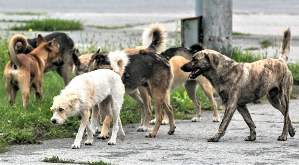 Sahibsiz it beşinci sinif şagirdinə hücum etdi
