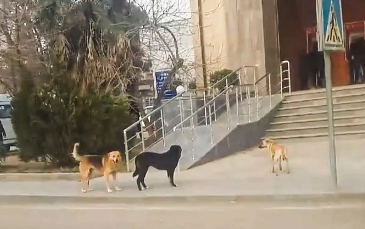 15 gündə 26 nəfəri it dişləyib&nbsp;- 9-u uşaqdır