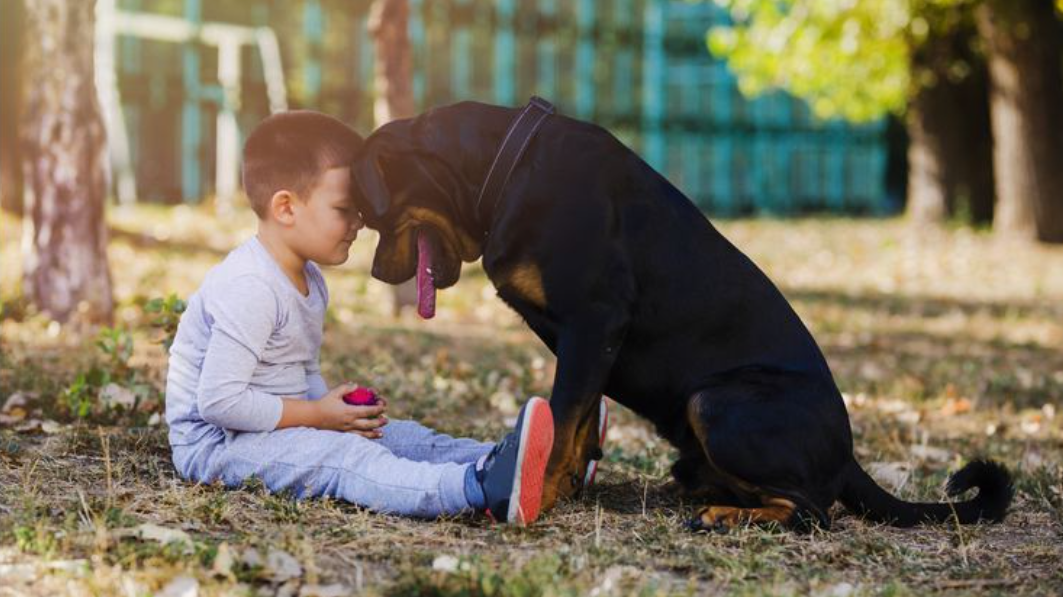 Ev heyvanları uşaqlar üçün nə qədər təhlükəlidir? - həkimdən XƏBƏRDARLIQ