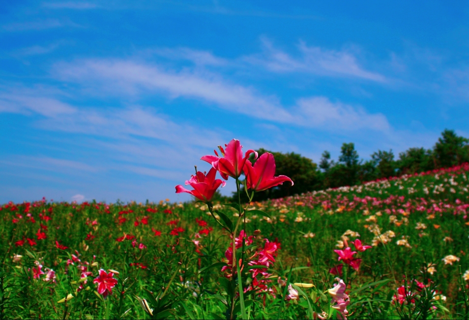 Bu günün hava PROQNOZU