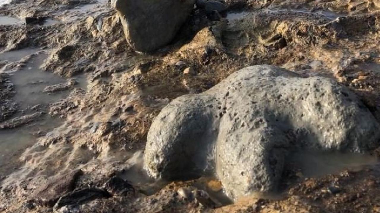 Tailandda yeni nəhəng dinozavr növü aşkarlanıb