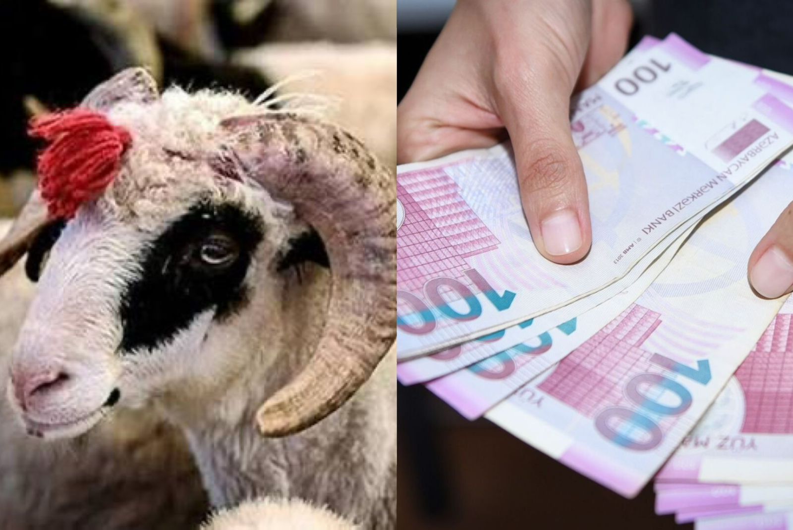 Müəllimlər bayramda nə qədər pul mükafatı alacaq? - məbləğlər AÇIQLANDI