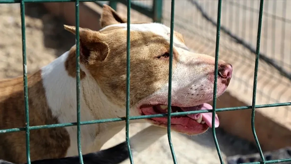 4 yaşlı uşaq pitbull hücumu nəticəsində həyatını itirib
